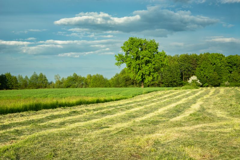 Meadow Mowing in Waldorf, MD